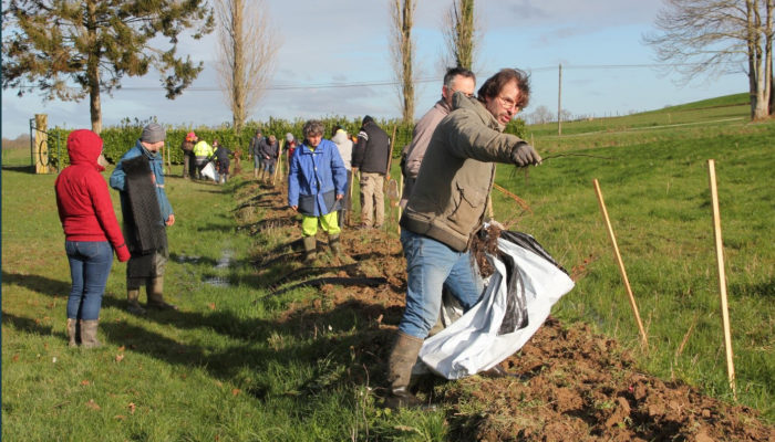 Plantation de haies bocageres - Bretagne romantique - syndicat du linon